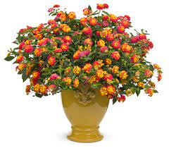 Here are more than 15 of the prettiest flowers for full sun which you can plant either in the ground or in containers. 10 Easiest Annuals To Grow Proven Winners