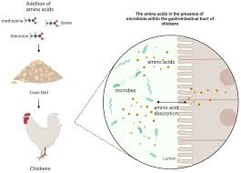 The Impact of Essential Amino Acids on the Gut Microbiota of ...