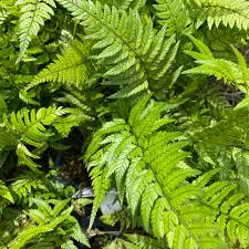 Image result for Polystichum sinense