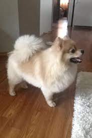 Proper Pomeranian Scissor Trim And Undercoat Thinning Pomeranian Haircut Pomeranian Pomeranian Puppy Haircut
