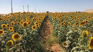 Greatbigcanvas.com has been visited by 100k+ users in the past month Sunflower Fields In Egypt Are Located On The Way To Fayoum Sunflower Fields In Egypt Sunflower Fields Sunflower Fields