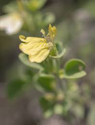 Image result for Justicia striolata