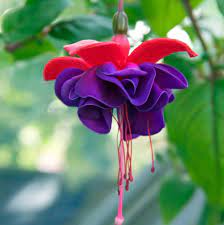 5 Top Outdoor Garden Plants Garden Plants Outdoor Fuchsia Plant Fuchsia Flower Fuchsia Flowers