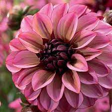 Dahlia Senior S Hope Dahlia Dahlia Senior S Hope Is A Decorate Dahlia With Five Inch Wide Blooms In Unique Shad In 2020 Flower Farm Dahlia Dried Flower Bouquet