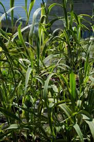 Image result for Arundo donax