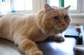 How to groom your cat (lion cut): What Is Humane National Cat Groomers Institute