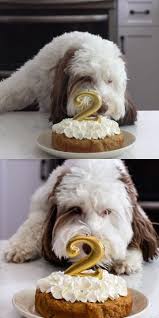 Easy Homemade Dog Cake Crazy For Crust Recipe Dog Cakes Dog Cake Frozen Dog Treats