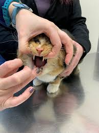 Use proper technique for administering the medicine. How To Give Your Cat Oral Medications Mill Creek Animal Hospital