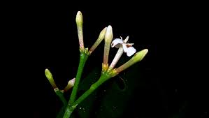 Image result for Ixora sp. A