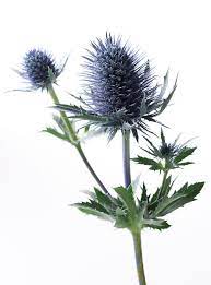 Thistle Related Keywords Suggestions Thistle Long Tail Keywords Thistle Flower Flowers Planting Flowers