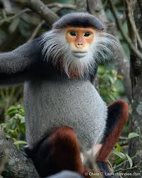 Image result for Pycreus nitidus