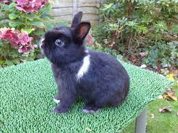 Explore a wide range of the best dwarf rabbit on aliexpress to find one that suits you! 2 Baby Netherland Dwarf Rabbits For Sale Southport Merseyside Pets4homes