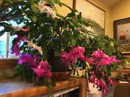 Plus, find out how to get yours to flower again. From Alaska What S Plural For Bear And How To Grow A Christmas Cactus