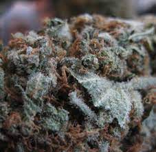 ¿quieres entender los tipos de marihuana en 5 minutos? Das Perfekte Gras Die Grosse Kunst Beim Anbau Von Highend Cannabis Welt