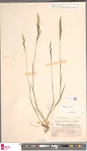 Image result for Dictyophleba ochracea