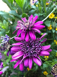 Image result for paprskovka obrázek