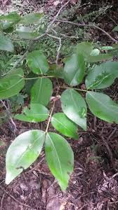 Image result for Copaifera
