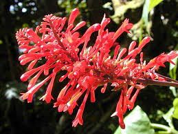 Image result for Petalidium bracteatum