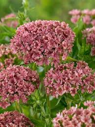 Image result for Lychnis chalcedonica `Dusky Salmon`