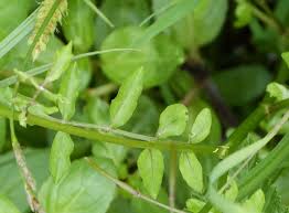 Image result for Nasturtium microphyllum