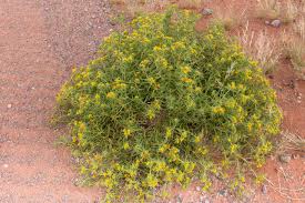 Image result for Geigeria