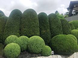 Garten Gartendesign Japangarten Formschnitt Eiben Buchskugeln Taxus Baccata Pflanzen Garten Landschaftsbau Eibe
