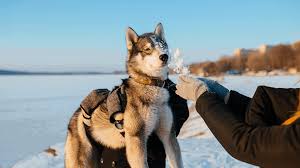 A system where two parents are needed to create each amazing new individual. How To Carry Dogs 4 Don Ts When Picking Up Dogs Pawleaks
