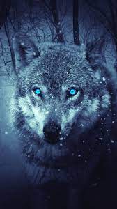 We have 75+ background pictures for you! Blue Wolf Eye Wallpapers Top Free Blue Wolf Eye Backgrounds Wallpaperaccess