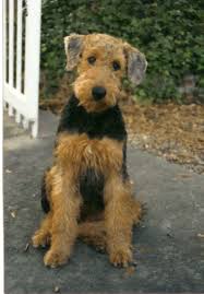 Airedale puppies for sale uk. Pin By C Angelweb On Airedales Airedale Dogs Beautiful Dogs Airdale Terriers