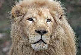 Could This Be Clarence The Cross Eyed Lion Lion Pictures Lion White Lion