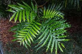 Image result for Filicium decipiens