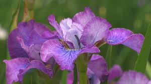 Image result for Coleus shirensis