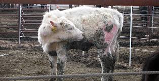 Treating Lice A Wintertime Threat News And Information Oklahoma State University