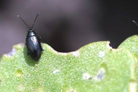 Insects' pest and diseases are common among tomato, chilli and brinjal; Flea Beetles Canola Encyclopedia
