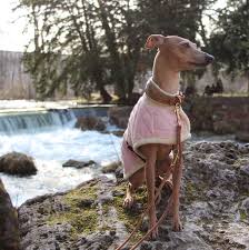 Das italienische windspiel verfügt über ein in der hundewelt einzigartiges äußeres und einen ganz besonderen charakter. Italienisches Windspiel Hundeblog Midoggy