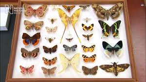 Mariposa christia vespertillonis asal : Rama Rama Keunikannya Majalahsains