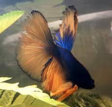 Be careful with fin rot diseases that might infect the fish. Tail Biting Or Fin Rot Bettafish