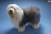 Long Haired Sheepdog Breeds
