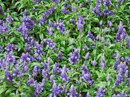 How To Grow And Care For Sage Lovethegarden