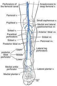 Derivation of its name and its relevant anatomy, journal of vascular surgery. Anatomy Of The Lower Extremity Veins Varicose Veins