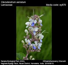 Image result for Rotheca wildii