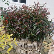 They could survive droughts, grew rampantly, responded quickly to hard pruning, and never failed to put on. Leucothoe Burning Love Yougarden