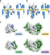 Whether you operate in multiple countries or just one, we can provide local expertise to support your global workforce strategy. Structural And Biochemical Evidence Supporting Poly Adp Ribosylation In The Bacterium Deinococcus Radiodurans Nature Communications