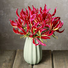 Image result for Gloriosa sessiliflora