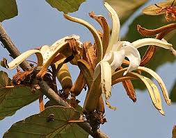 Image result for Pterospermum acerifolium