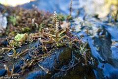 Image result for Hydrostachys lukungensis