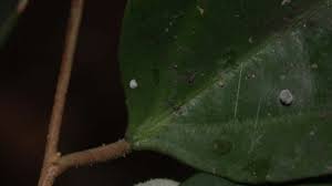 Image result for Afrostyrax