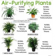 Pin By Fonda Yerkes On Flowers And Gardens Plants Inside Plants House Plants Indoor