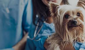 Sunrise pet hospital in anaheim hills, california was established in 1998 and has been under the ownership of dr. Sunrise Veterinary Surgery Your Local Vet In Parbold Wigan Lancashire