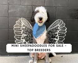 A mini sheepadoodle will cost you $3550. Mini Sheepadoodle For Sale Top 7 Breeders 2021 We Love Doodles